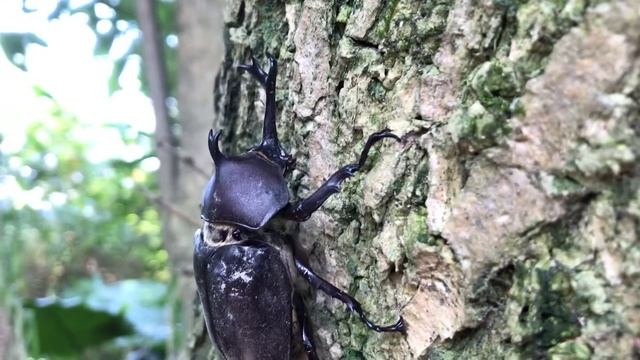 獨角仙3.(Allomyrina dichotomus) смотреть онлайн