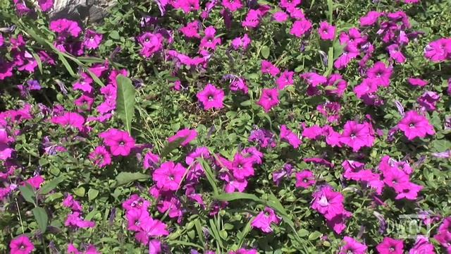 Annuals and Annual Gardens смотреть онлайн
