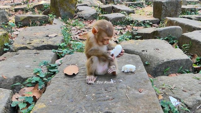 Adorable Lucie got nice breastfeeding & extra rice, baby monkey is smart to run chasing Sina смотреть онлайн