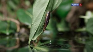 Брачная игра 4 серия «Пресная вода. Время это всё» (документальный сериал, 2021)