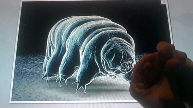 Horacio The Handsnake - Terry The Tardigrade