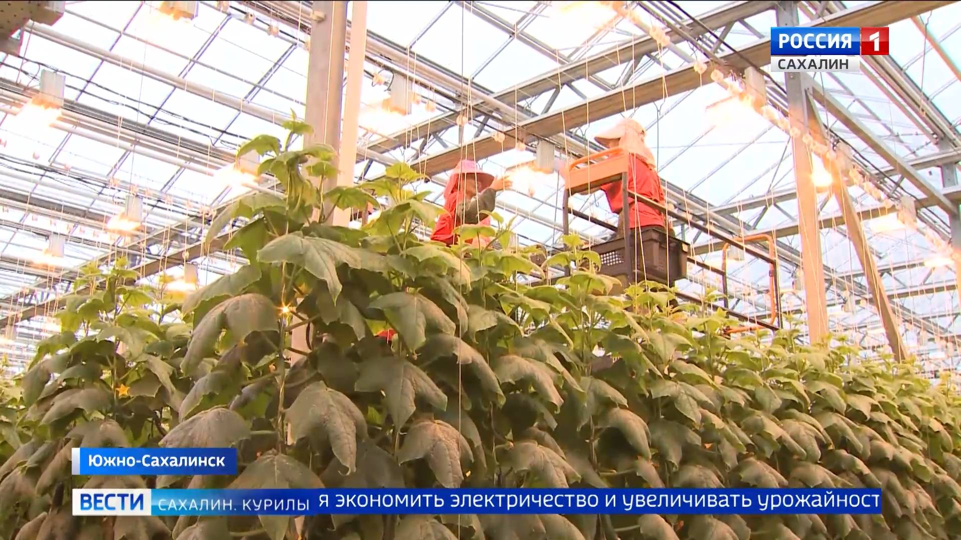 "Вести. Сахалин. Курилы". 26 февраля 2025 года смотреть онлайн