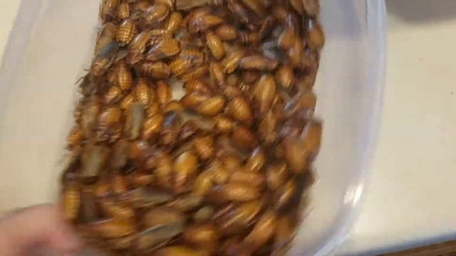 Amber Dubia Color Morph F10 смотреть онлайн