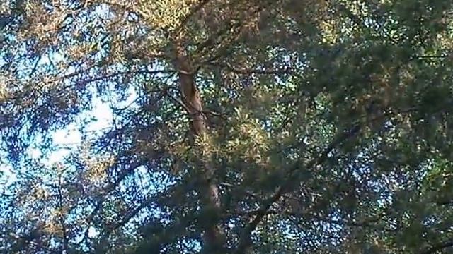 Пение птиц в парке смотреть онлайн