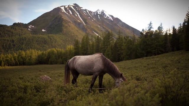 HORSE...🐎🐎🐎 смотреть онлайн