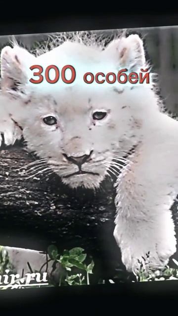 животные в которых ваши дети не поверят! #мем #история #аватарка #мемы #грустно #грустное смотреть онлайн