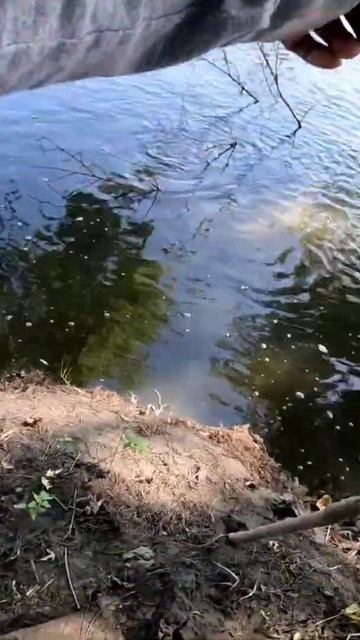 little sioux river pike fishing #fish смотреть онлайн