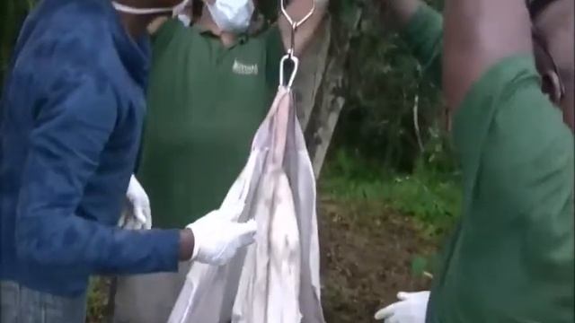 Mbwambe moves to Lekedi sanctuary смотреть онлайн