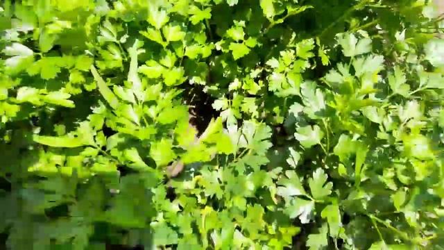 SHEDWARS21: Is it the end? смотреть онлайн