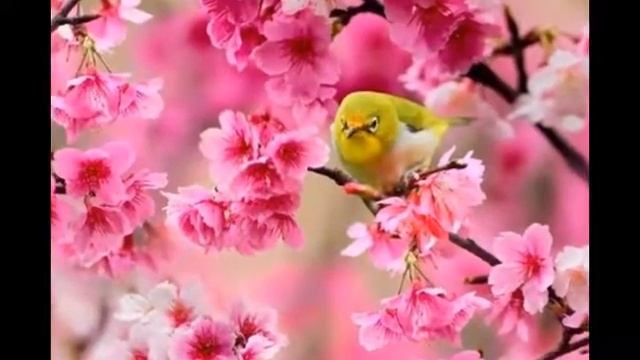 Птицы-посланники небес смотреть онлайн