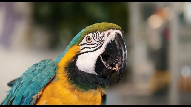 Cute Jungle Birds in 4K - Parrot. Black Toucan. Peacock. etc смотреть онлайн