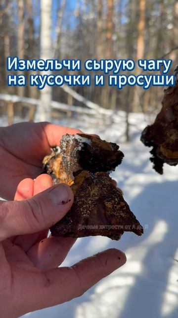 Я хожу в лес зимой за этим🌳❄️. Сходи и ты! смотреть онлайн