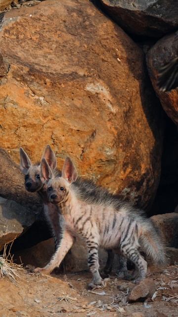 Nikon D500 wildlife photography - Hyena pups in the wild! #shorts #wildlife #nikonwildlife #animal смотреть онлайн