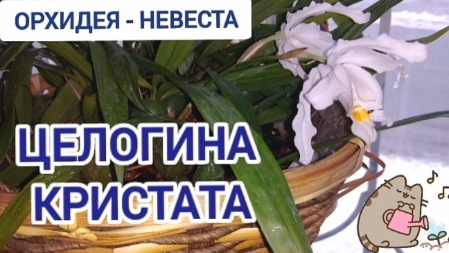 Почему не цвела орхидея смотреть онлайн