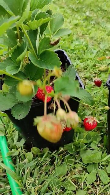 Ремонтантная клубника в горшках для дачи. Сорт Ания(Ania). Очень вкусная смотреть онлайн