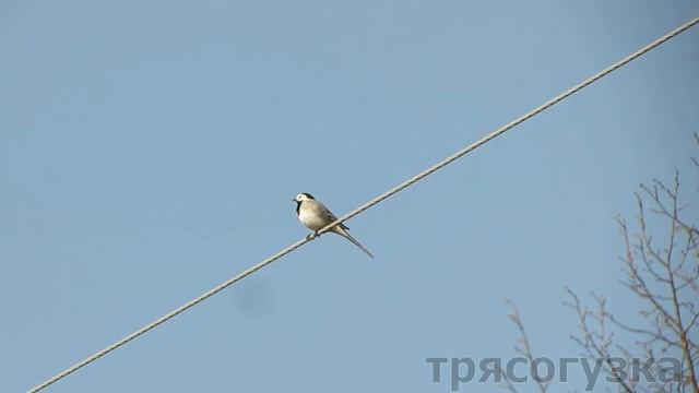 Апрель 2024 в рязанской Мещёре смотреть онлайн