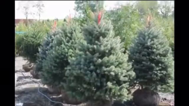 blue spruce for sale how we deliver and plant trees for sale bill hirst tree farmer 215 651 8329 смотреть онлайн