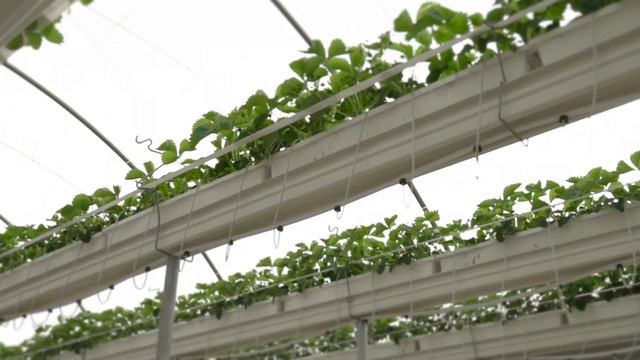 Рекламное видео Крымская Овощная Фабрика смотреть онлайн