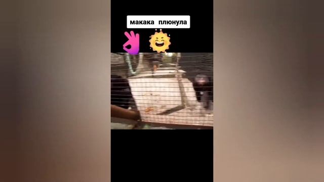 Смешные видео Тик Ток. Додразнился :). смотреть онлайн