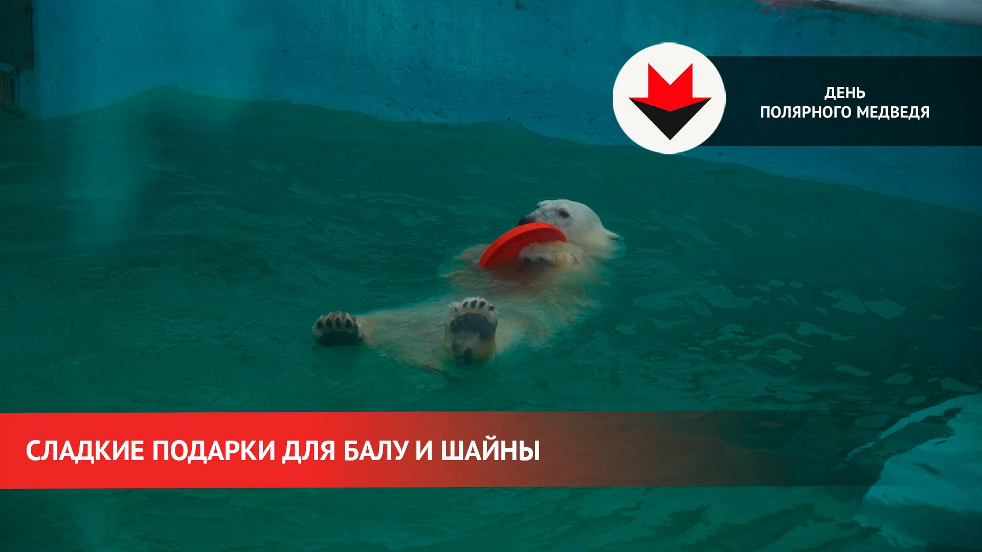 День полярного медведя: как поздравили подопечных в зоопарке Удмуртии смотреть онлайн