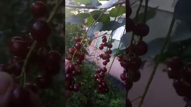 Черемуха летняя. 👍👍👍😃😃😃🌞🌞🌞 смотреть онлайн