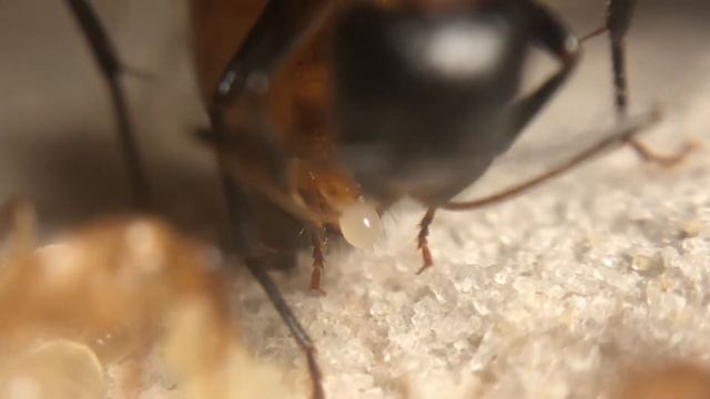 Camponotus Ocreatus Queen Royal Chamer - Queen Gives Birth to Egg (Rare Footage!!!) смотреть онлайн