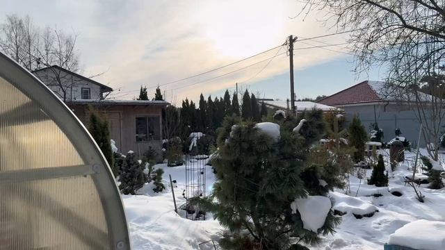 Черенкуем гортензии в ФЕВРАЛЕ смотреть онлайн