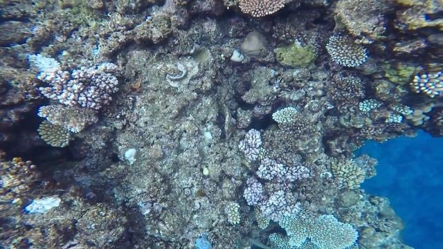 Snorkeling in Great Barrier Reef смотреть онлайн