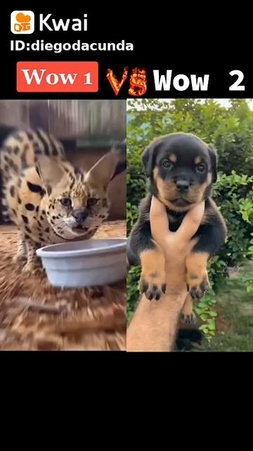 los más increibles felinos y caninos del mundo como son cuando cachorros y como son cuando adultos смотреть онлайн