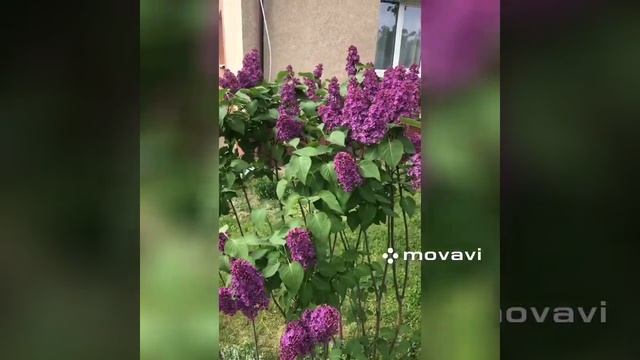 Янтарный, новое приключение #отдых #путешествия #море #hollywood смотреть онлайн