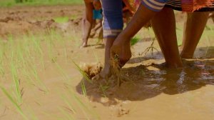 Тропические острова 1 серия «Мадагаскар» (документальный сериал, 2020)