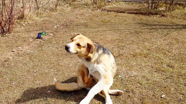 Больше всего, нуждаются в ласке 🐾🥰💕 смотреть онлайн