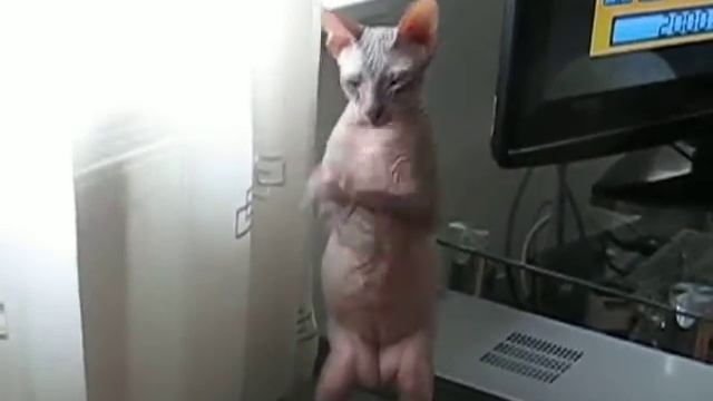 Первые фокусы