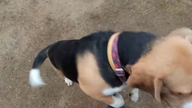 Lucky the Beagle playing at Smart Canines смотреть онлайн