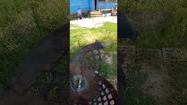 Энтропия диска для тримера смотреть онлайн