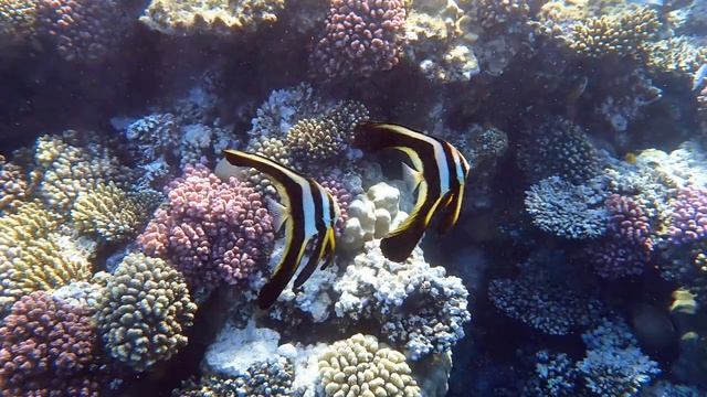 Платаксы в Шарм-эль-Нага смотреть онлайн