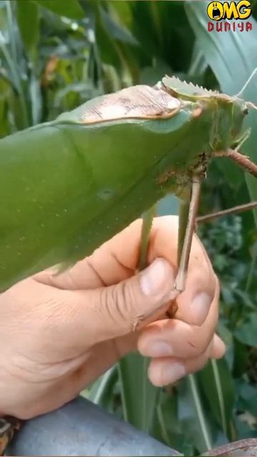 विश्व का सबसे आवाज वाला कीड़ा | World Loudest Insect? #shorts #amazingfacts #facts #omgduniya смотреть онлайн