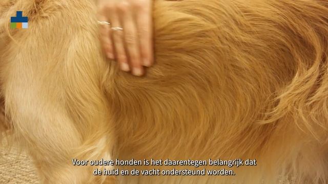 Royal Canin - Voerlijn Size смотреть онлайн