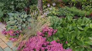 ОБРИЕТА, АРАБИС, ИБЕРИС из семян зацвели в первый год