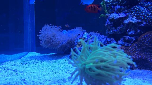 Holy Grail Torch Coral and a Heteractis Magnifica Anemone смотреть онлайн