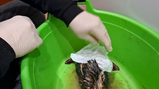 Спасение Морской Птицы смотреть онлайн