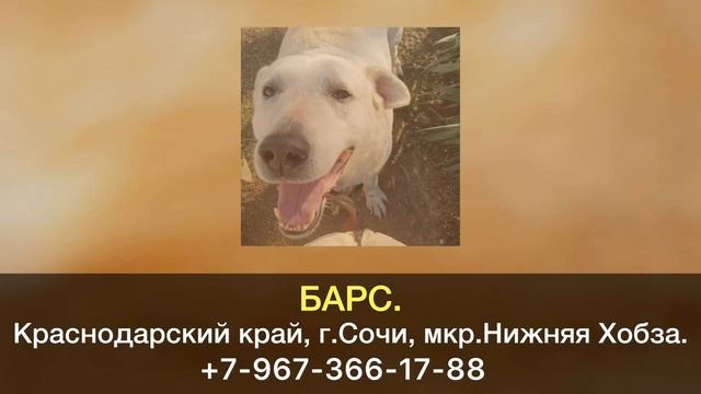 Пропала собака! БАРС. Краснодарский край, г.Сочи. смотреть онлайн