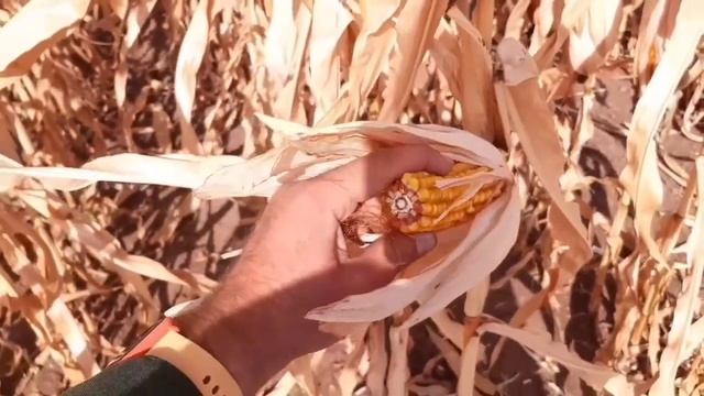 Комбайн John Deere Евралис уборка кукурузы ЕС КОНСТЕЛАНС . САМЫЙ СТАБИЛЬНЫЙ ГИБРИД Euralis