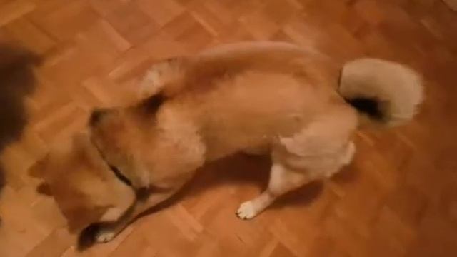 Lion the Shiba Inu tastes new snacks!!! Tasty Bites Taste Test смотреть онлайн