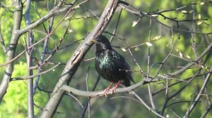 Скворец поёт