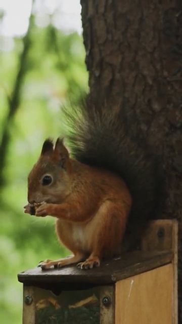 расслабляющий вид природы пение птиц для снятия стресса смотреть онлайн