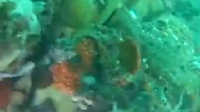 mantis shrimp1566 смотреть онлайн
