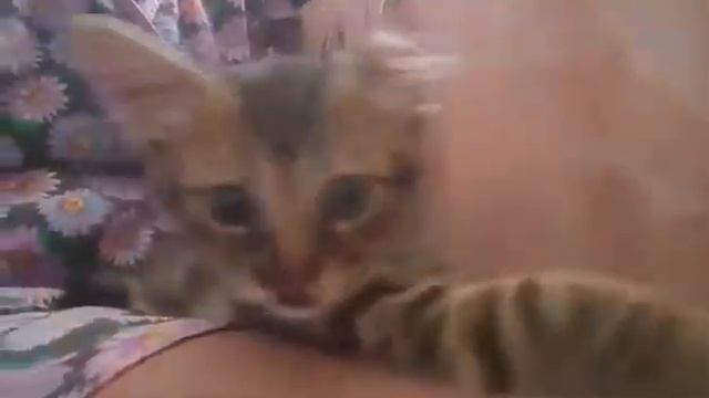 Мась-Мась (котенок с изуродованным носиком) Barbara Gringauz (г. Хайфа) смотреть онлайн