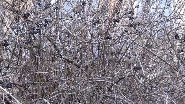 Весенние воробьиные трели в апреле (пение птиц) смотреть онлайн