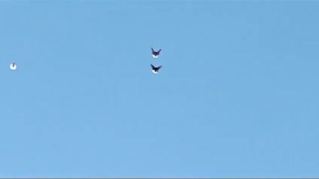 Николаевские голуби Воронежская область смотреть онлайн